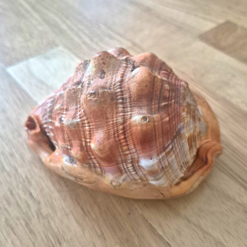 Rote helmschnecke dekoration - helmschnecke,