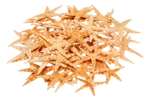 Sugar seestern cm 50 - 8-10,