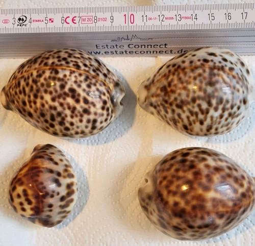 Vier tigerschnecken gehäuse - vier,