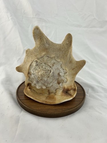 Gehörnte helmschnecke - gehörnte, /