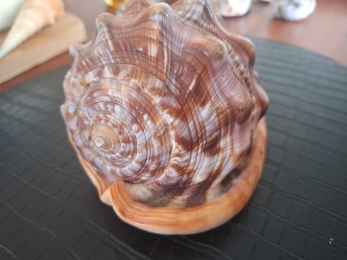 Rote helmschnecke cassis rufa - rote,