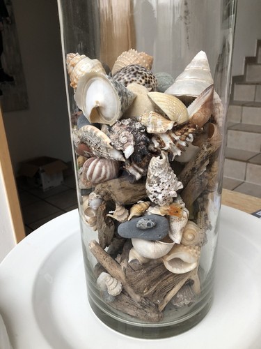 Dekoration muscheln seestern - muscheln,