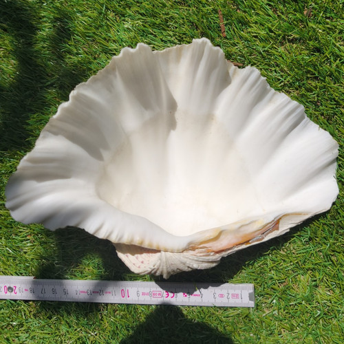 Große muschel schale - große, muschel/schale
