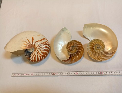 Nautilus perlboot - nautilus,,
